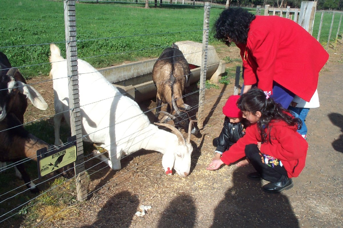 Feeding goats.jpg
